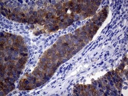 VIL1 Mouse anti-Human, Clone: OTI3B3, lyophilized, TrueMAB 100 &mu;g; Unconjugated:Antibodies,