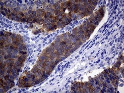 VIL1 Monoclonal Antibody (OTI3B3), TrueMAB , OriGene:Antibodies:Primary