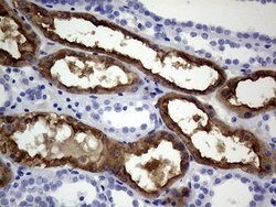 VIL1 Mouse anti-Human, Clone: OTI3B3, lyophilized, TrueMAB 100 &mu;g; Unconjugated:Antibodies,