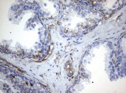VIM Mouse anti-Human, Clone: OTI5D7, lyophilized, TrueMAB 100 &mu;g; Unconjugated:Antibodies,
