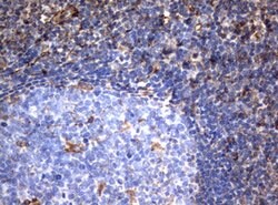 VIM Mouse anti-Human, Clone: OTI5D7, lyophilized, TrueMAB 100 &mu;g; Unconjugated:Antibodies,