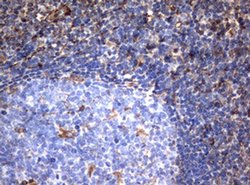 VIM Monoclonal Antibody (OTI5D7), TrueMAB , OriGene 100 &mu;L; Unconjugated:Antibodies,