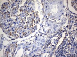 VIM Mouse anti-Human, Clone: OTI5D7, lyophilized, TrueMAB 100 &mu;g; Unconjugated:Antibodies,