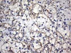 VIM Mouse anti-Human, Clone: OTI5D7, lyophilized, TrueMAB 100 &mu;g; Unconjugated:Antibodies,