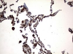 VIM Mouse anti-Human, Clone: OTI5D7, lyophilized, TrueMAB 100 &mu;g; Unconjugated:Antibodies,