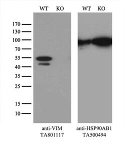 VIM Monoclonal Antibody (OTI1H10), TrueMAB , OriGene:Antibodies:Primary