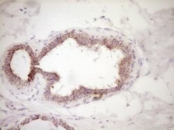 VIP Mouse anti-Human, Clone: OTI1E8, lyophilized, TrueMAB 100 &mu;g; Unconjugated:Antibodies,