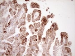 VIP Mouse anti-Human, Clone: OTI1E8, lyophilized, TrueMAB 100 &mu;g; Unconjugated:Antibodies,