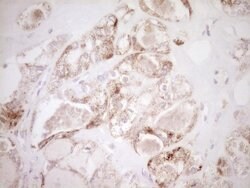 VIP Mouse anti-Human, Clone: OTI1E8, lyophilized, TrueMAB 100 &mu;g; Unconjugated:Antibodies,