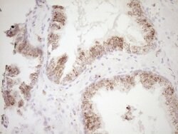 VIP Mouse anti-Human, Clone: OTI1E8, lyophilized, TrueMAB 100 &mu;g; Unconjugated:Antibodies,