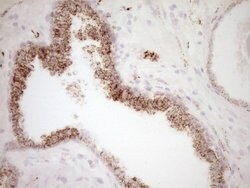 VIP Mouse anti-Human, Clone: OTI1E8, lyophilized, TrueMAB 100 &mu;g; Unconjugated:Antibodies,