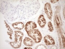 VIP Mouse anti-Human, Clone: OTI1E8, lyophilized, TrueMAB 100 &mu;g; Unconjugated:Antibodies,