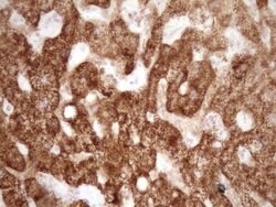 VIP Mouse anti-Human, Clone: OTI1E8, lyophilized, TrueMAB 100 &mu;g; Unconjugated:Antibodies,