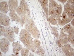 VIP Monoclonal Antibody (OTI5B5), TrueMAB , OriGene 100 &mu;L; Unconjugated:Antibodies,