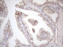 VIP Monoclonal Antibody (OTI1C3), TrueMAB , OriGene 30 &mu;L; Unconjugated:Antibodies,