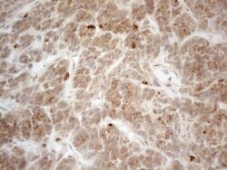 VIP Monoclonal Antibody (OTI1C3), TrueMAB , OriGene 30 &mu;L; Unconjugated:Antibodies,