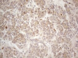 VIP Monoclonal Antibody (OTI1C2), TrueMAB , OriGene 100 &mu;L; Unconjugated:Antibodies,