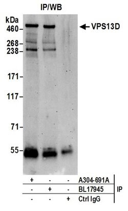 VPS13D Rabbit anti-Human, Polyclonal, Bethyl Laboratories 10 &mu;L; Unconjugated:Antibodies,