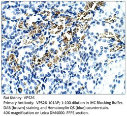 VPS26 Rabbit anti-Human, Mouse, Rat, Polyclonal, FabGennix 200 &mu;L; Unconjugated:Antibodies,
