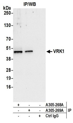VRK1 Rabbit anti-Human, Polyclonal, Bethyl Laboratories 100 &mu;L; Unconjugated:Antibodies,