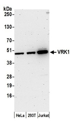 VRK1 Polyclonal Antibody, Bethyl Laboratories:Antibodies:Primary Antibodies