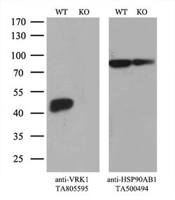 VRK1 Monoclonal Antibody (OTI2C9), TrueMAB , OriGene 100 &mu;L; Unconjugated:Antibodies,