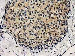 VSIG2 Mouse anti-Human, Clone: OTI5A10, liquid, TrueMAB 100 &mu;L; Unconjugated:Antibodies,