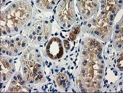 VSIG2 Mouse anti-Human, Clone: OTI5A10, liquid, TrueMAB 100 &mu;L; Unconjugated:Antibodies,