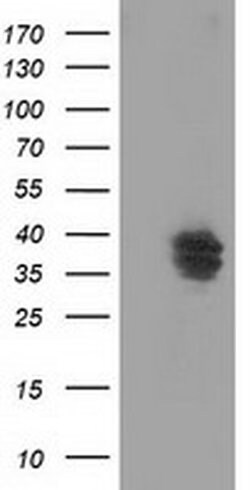 VSIG2 Monoclonal Antibody (OTI1F8), TrueMAB , OriGene 30 &mu;L | Buy Online | Origene Technologies | Fisher Scientific