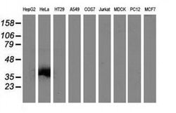 VSIG2 Monoclonal Antibody (OTI1F8), TrueMAB , OriGene 30 &mu;L | Buy Online | Origene Technologies | Fisher Scientific