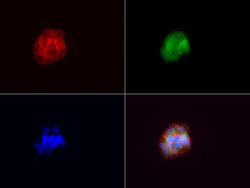 VSNL1 Mouse anti-Human, Clone: UMAB115, lyophilized, UltraMAB 100 &mu;g;