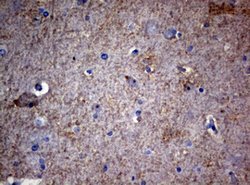 VSNL1 Mouse anti-Human, Clone: OTI4A6, lyophilized, TrueMAB 100 &mu;g;