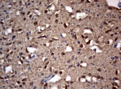 VSNL1 Mouse anti-Human, Clone: OTI4A6, lyophilized, TrueMAB 100 &mu;g;