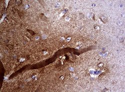 VSNL1 Monoclonal Antibody (OTI2E5), TrueMAB , OriGene 100 &mu;L; Unconjugated:Antibodies,
