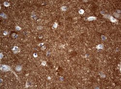 VSNL1 Mouse anti-Human, Clone: OTI4G1, lyophilized, TrueMAB 100 &mu;g;