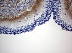 VSNL1 Mouse anti-Human, Clone: OTI4G1, lyophilized, TrueMAB 100 &mu;g;