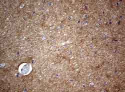 VSNL1 Mouse anti-Human, Clone: OTI2H3, lyophilized, TrueMAB 100 &mu;g;