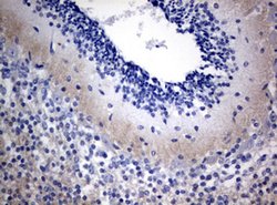 VSNL1 Mouse anti-Human, Clone: OTI2H3, lyophilized, TrueMAB 100 &mu;g;