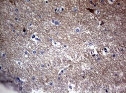 VSNL1 Monoclonal Antibody (OTI7D6), TrueMAB , OriGene 100 &mu;L; Unconjugated:Antibodies,