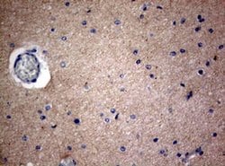 VSNL1 Monoclonal Antibody (OTI7D6), TrueMAB , OriGene 100 &mu;L; Unconjugated:Antibodies,