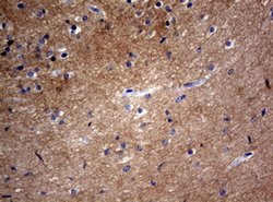 VSNL1 Mouse anti-Human, Clone: OTI2D5, lyophilized, TrueMAB 100 &mu;g;