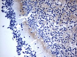 VSNL1 Mouse anti-Human, Clone: OTI2D5, lyophilized, TrueMAB 100 &mu;g;