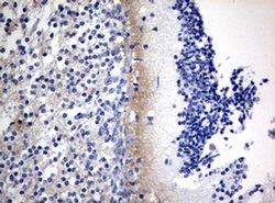 VSNL1 Monoclonal Antibody (OTI7E11), TrueMAB , OriGene 30 &mu;L | Buy Online | Origene Technologies | Fisher Scientific