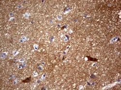 VSNL1 Mouse anti-Human, Clone: OTI4C2, lyophilized, TrueMAB 100 &mu;g;