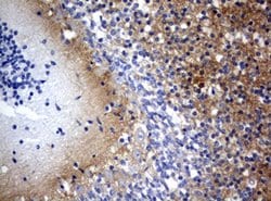 VSNL1 Mouse anti-Human, Clone: OTI4C2, lyophilized, TrueMAB 100 &mu;g;