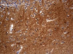 VSNL1 Monoclonal Antibody (OTI1G10), TrueMAB , OriGene:Antibodies:Primary