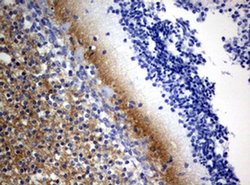 VSNL1 Monoclonal Antibody (OTI1G10), TrueMAB , OriGene:Antibodies:Primary
