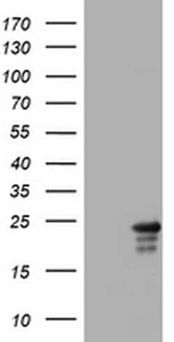 VSNL1 Monoclonal Antibody (OTI2F7), TrueMAB , OriGene 30 &mu;L; Unconjugated:Antibodies,