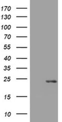 VSNL1 Monoclonal Antibody (OTI2G3), TrueMAB , OriGene 100 &mu;L; Unconjugated:Antibodies,