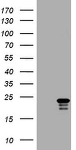 VSNL1 Monoclonal Antibody (OTI6A5), TrueMAB , OriGene 30 &mu;L; Unconjugated:Antibodies,